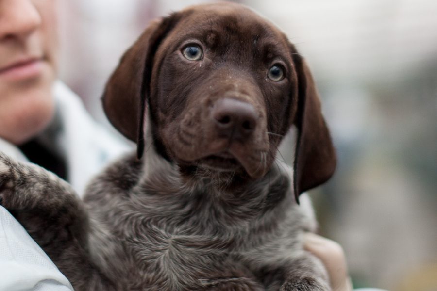 Welpe mit braunem Fell wird getragen und schaut in die Kamera.