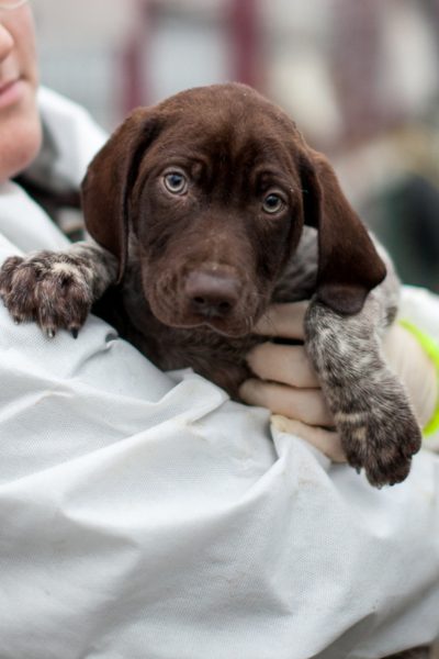 Welpe mit braunem Fell schaut in die Kamera