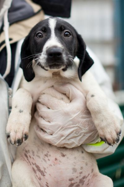 Das schwarz-weiße Welpenmädchen sitzt in den Armen eines Pflegers und schaut in die Kamera.
