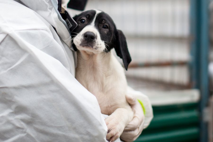 Das schwarz-weiße Welpenmädchen Meredith wird von einem Pfleger hochgehoben.