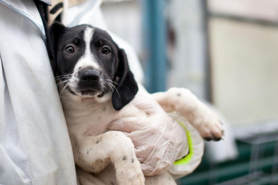 Welpenmädchen Cristina liegt in den Armen eines Pflegers.