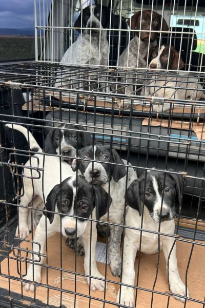 Welpengeschwister befindet sich in den Käfigen, in denen sie von der Straße gerettet wurden