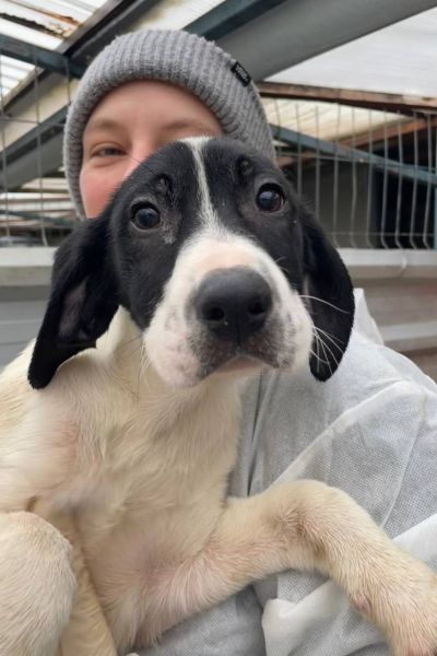 Welpe Meredith schaut neugierig in die Kamera.