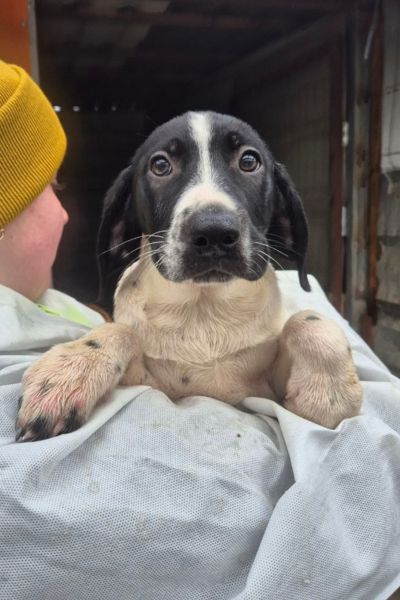 Welpe Cristina schaut neugierig über den Arm einer Pflegerin.