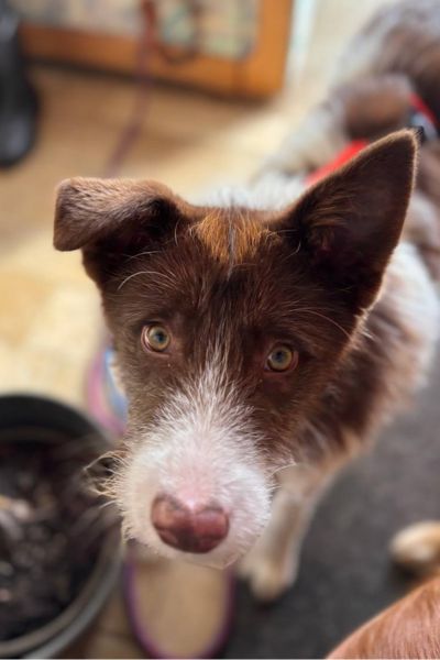 Rüde Filou schaut aufmerksam in die Kamera.