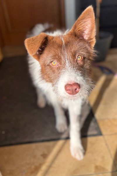 Rüde Filou schaut liebevoll in die Kamera.