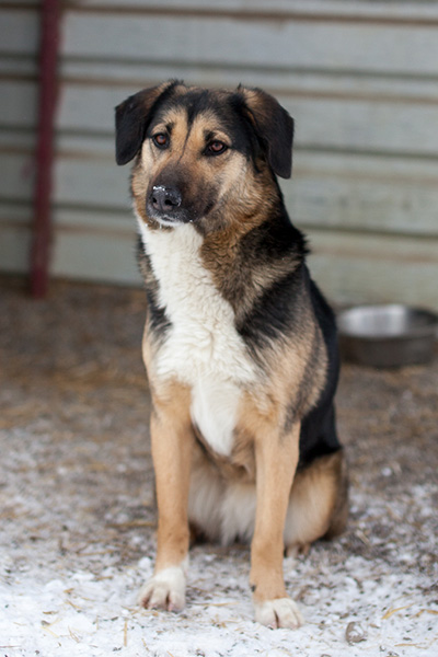 Tinka sitzt und schaut in die Kamera