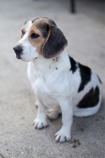 Blanca ist ein kleine Beagle-Mix-Dame.