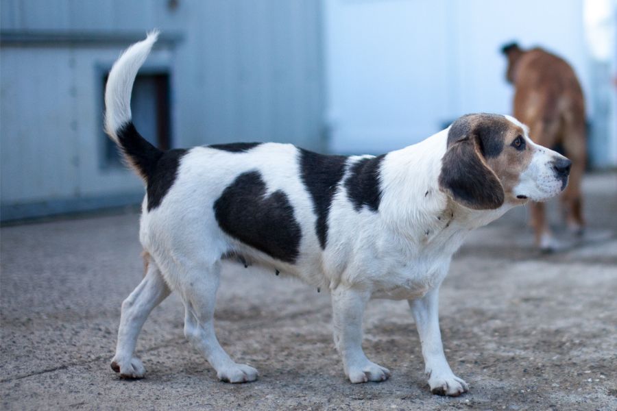 Blanca ist ein kleine Beagle-Mix-Dame.