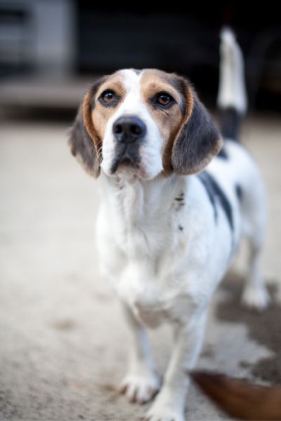 Blanca ist ein kleine Beagle-Mix-Dame.