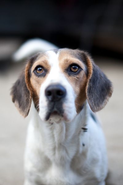 Blanca ist ein kleine Beagle-Mix-Dame.