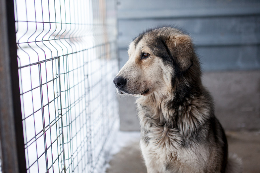 Hund sitzt vor dem Gitter seines Zwingers