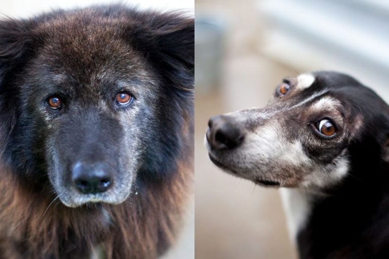 Zwei Hunde schauen traurig in die Kamera