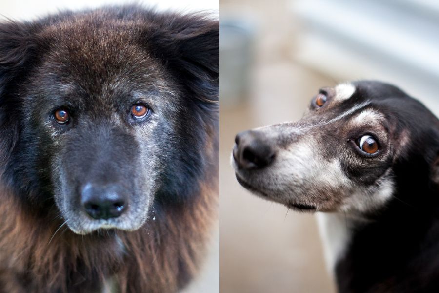 Zwei Hunde schauen traurig in die Kamera
