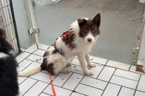 Filou sitzt auf dem Balkon und schaut zur Seite.