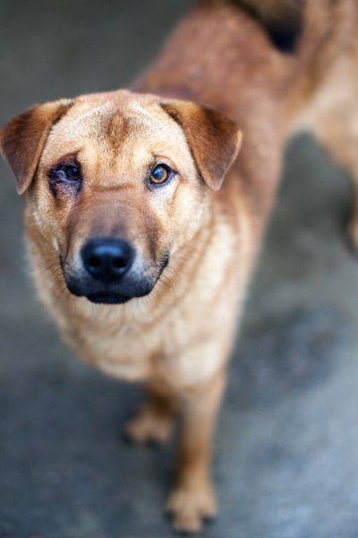 Der braune Rüde Caleb schaut in die Kamera.