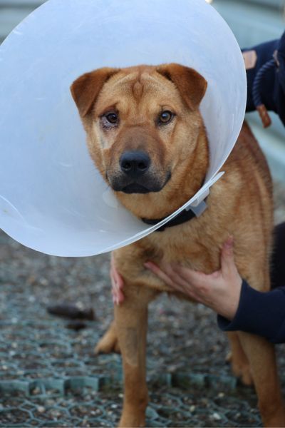 Der braune Rüde Caleb schaut in die Kamera.