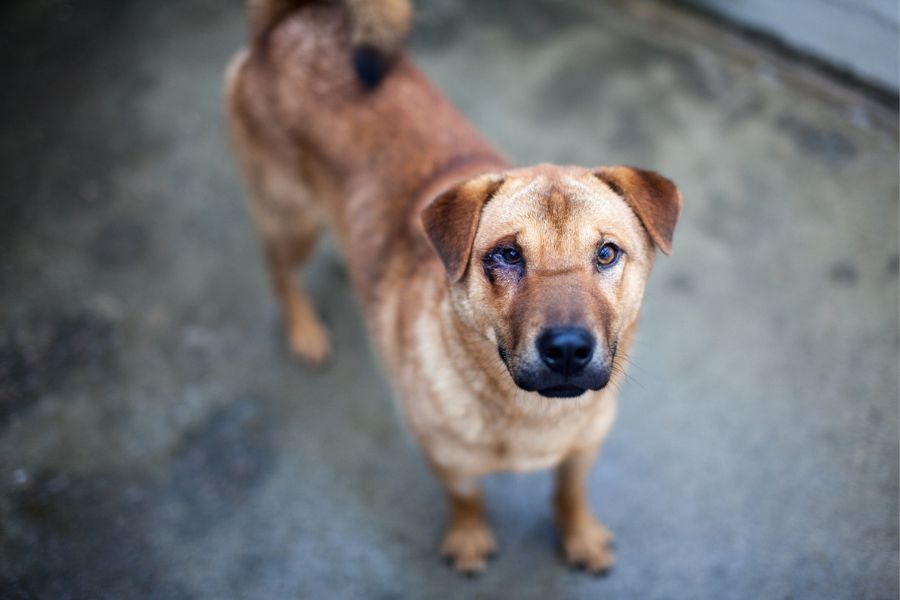 Der braune Rüde Caleb schaut in die Kamera.