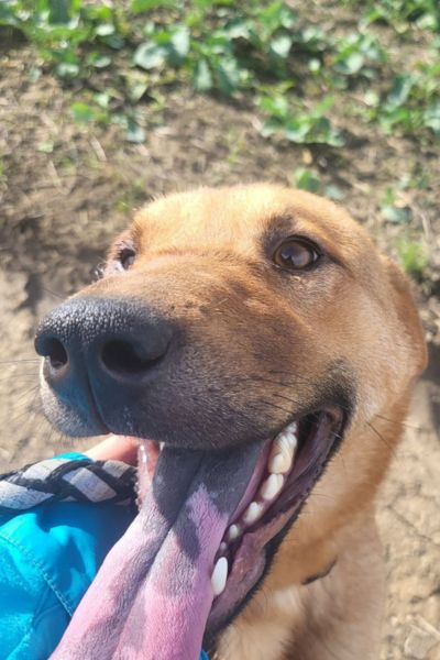 Der braune Rüde Caleb schaut in die Kamera.