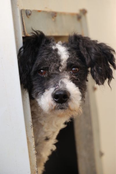 Der kleine schwarz-weiße Rüde Maexchen schaut in die Kamera.