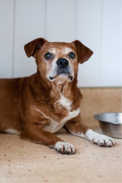 Der braune Rüde Sancho liegt auf dem Boden und schaut in die Kamera.