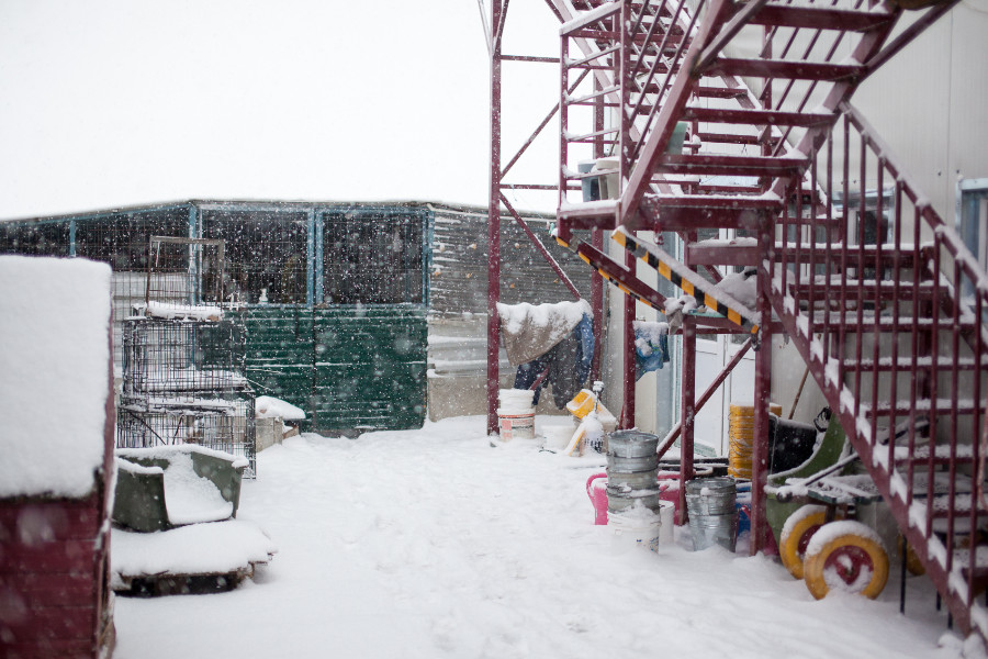 Rumänisches Tierheim im Winter mit Schnee