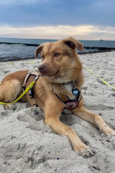 Ein Hund liegt am Strand.