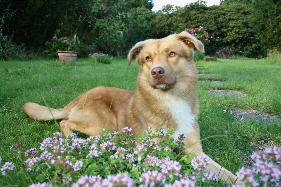 Ein Hund liegt im Gras mit gehobenem Kopf