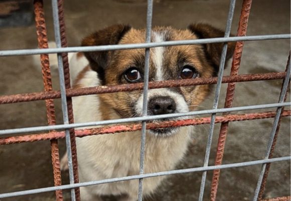 Kleiner Hund steht hinter Gittern der Tötungsstation und schaut traurig in die Kamera