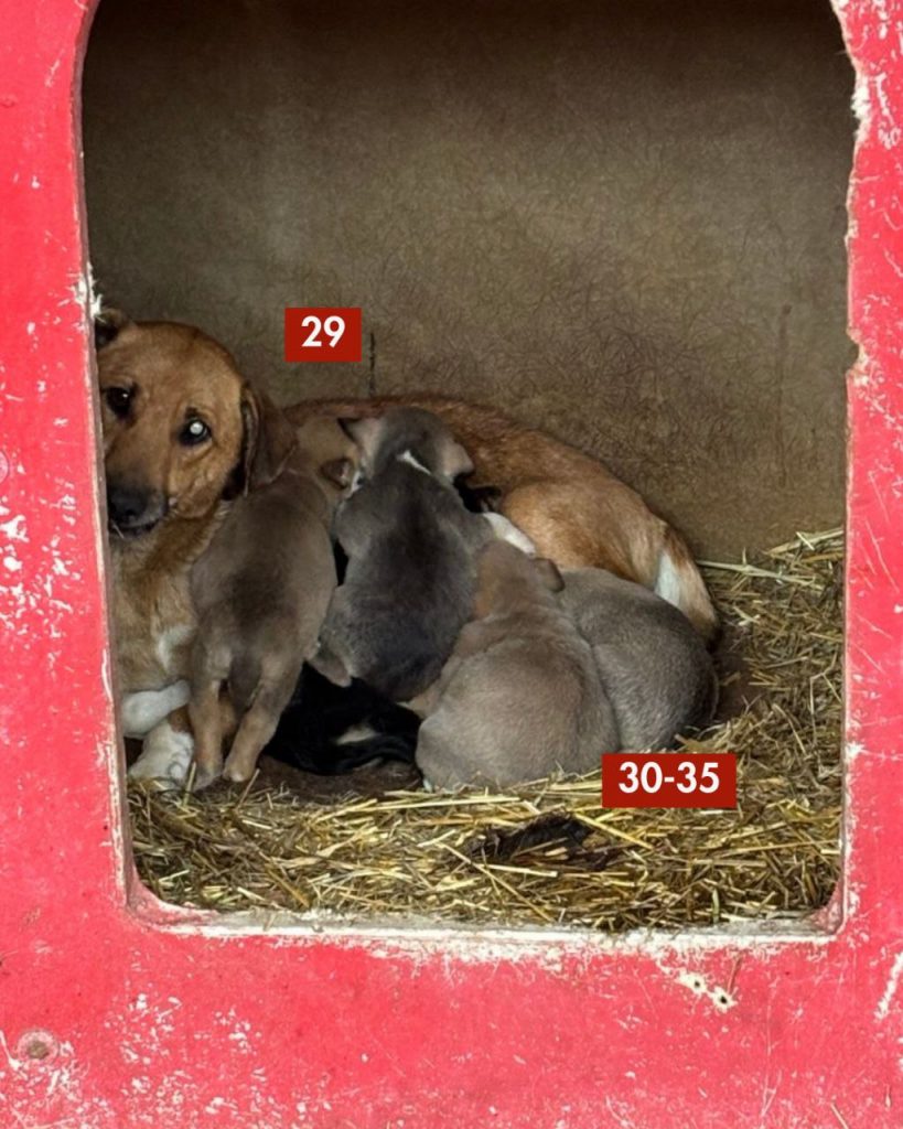 tötungsstation-november-2025-hunde-hunderettung-europa1