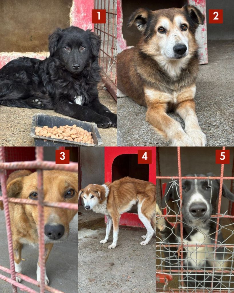 tötungsstation-november-2025-hunde-hunderettung-europa2