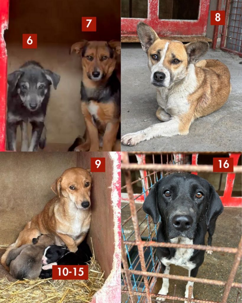 tötungsstation-november-2025-hunde-hunderettung-europa3