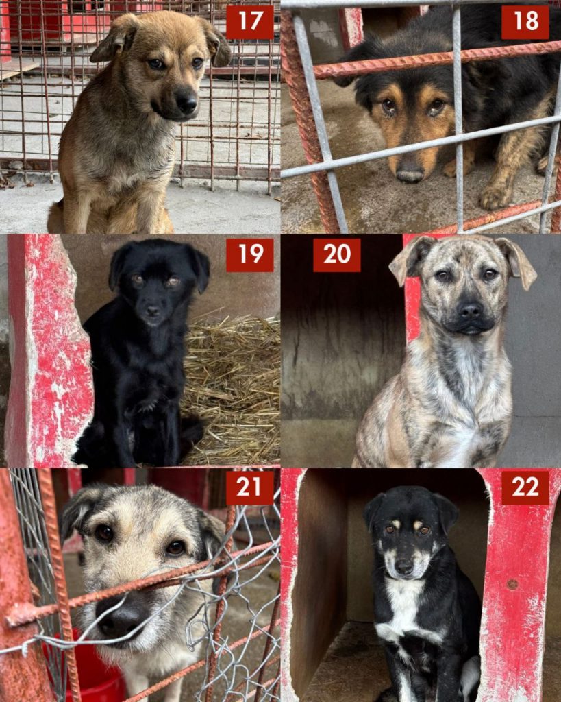 tötungsstation-november-2025-hunde-hunderettung-europa4