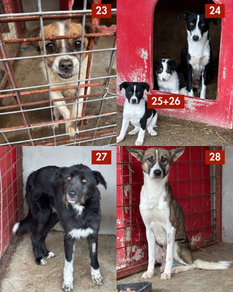 tötungsstation-november-2025-hunde-hunderettung-europa5