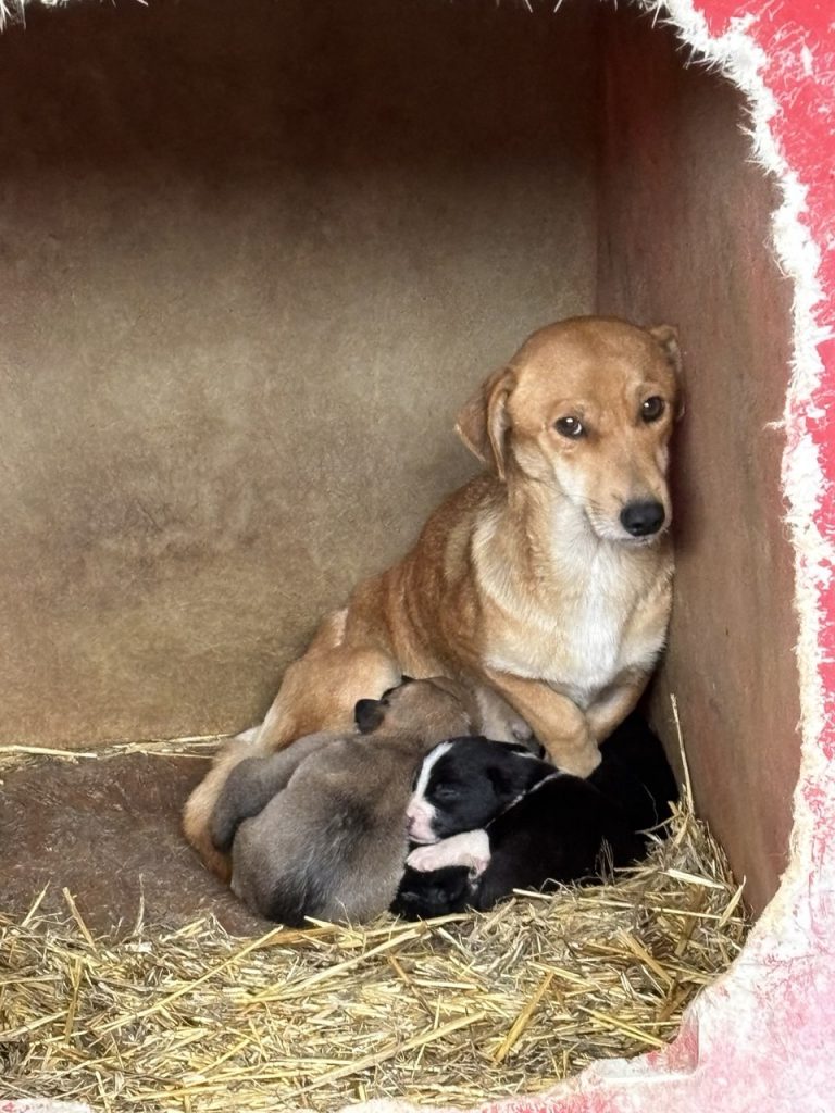 Notfall: Mama-Hündin Nr. 9 und ihre Welpen suchen noch Paten, die ihnen das Leben retten