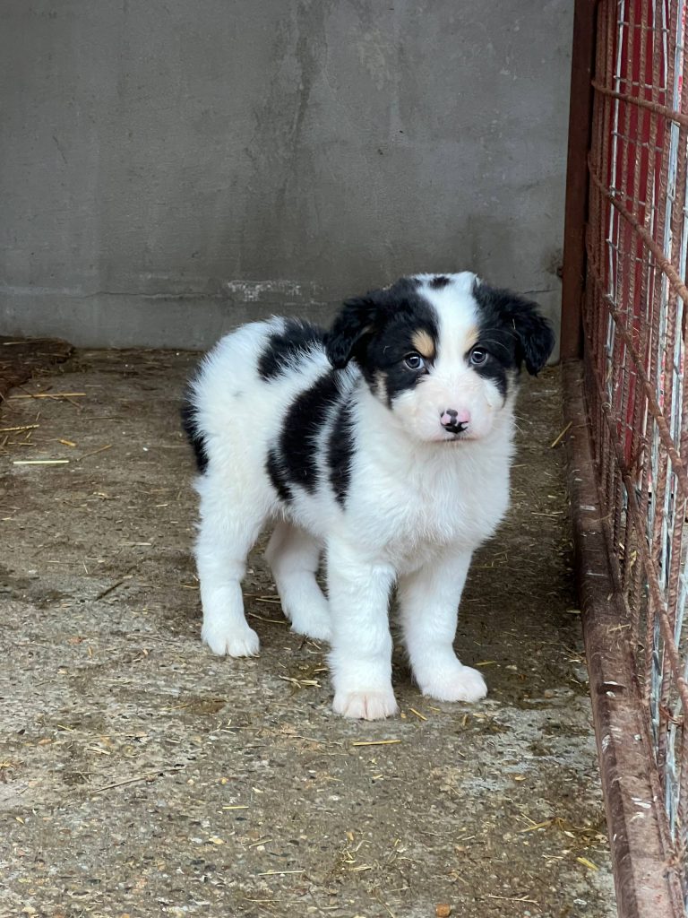 Ein Welpe der Mama-Hündin 24 ... Ohne dich wird er nicht überleben.