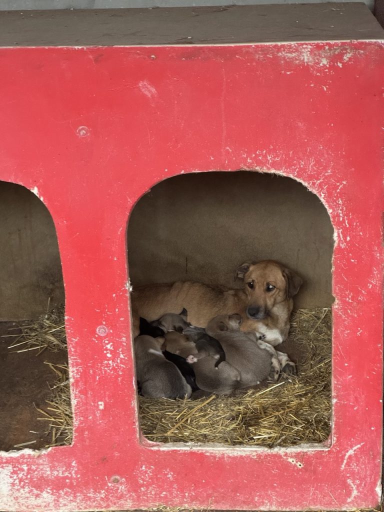 Notfall: Mama-Hündin 29 und ihre Welpen wollen wir schnell rausholen