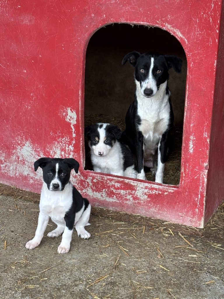Notfall: Mama-Hündin 24 muss dringend gerettet werden!