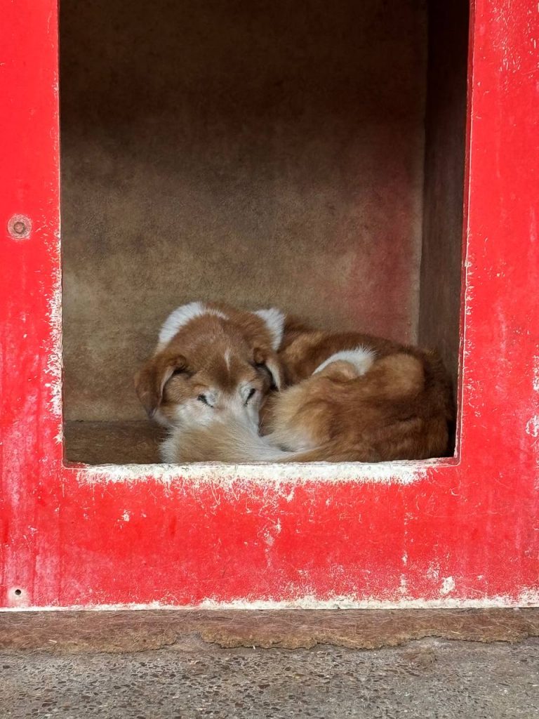 Notfall Nr. 4 ist völlig am Ende seiner Kräfte