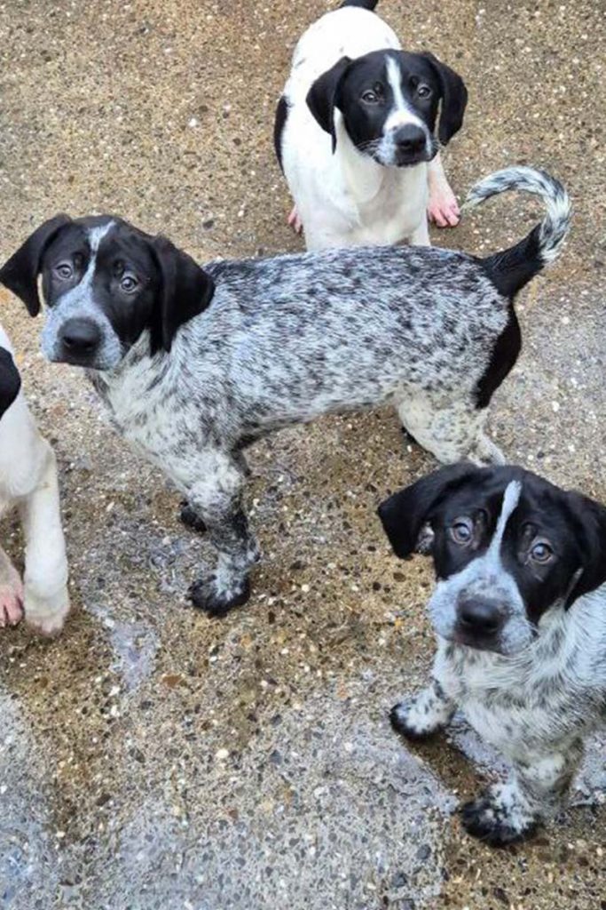 Lexie steht mit den Geschwistern im Shelter.