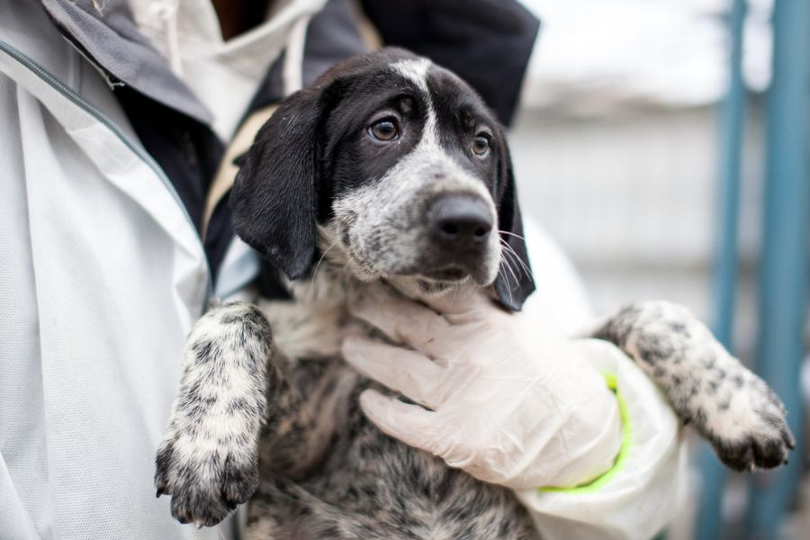 George ist auf dem Arm.