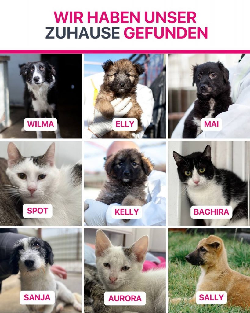 Ausreise-Rueckblick-November-03-2025-Hunderettung-Europa