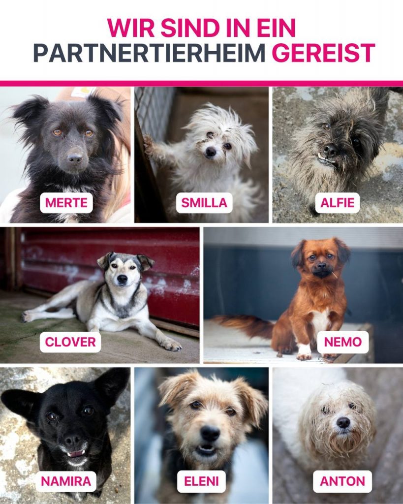 Ausreise-Rueckblick-November-06-2025-Hunderettung-Europa