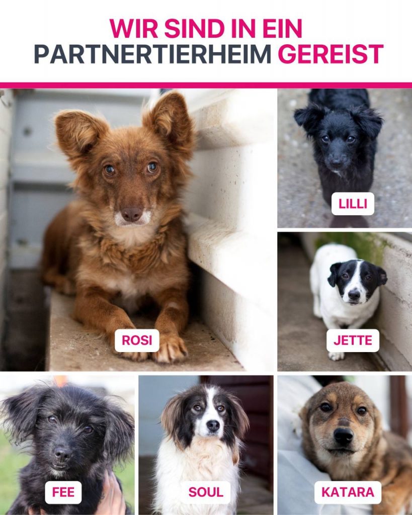 Ausreise-Rueckblick-November-07-2025-Hunderettung-Europa