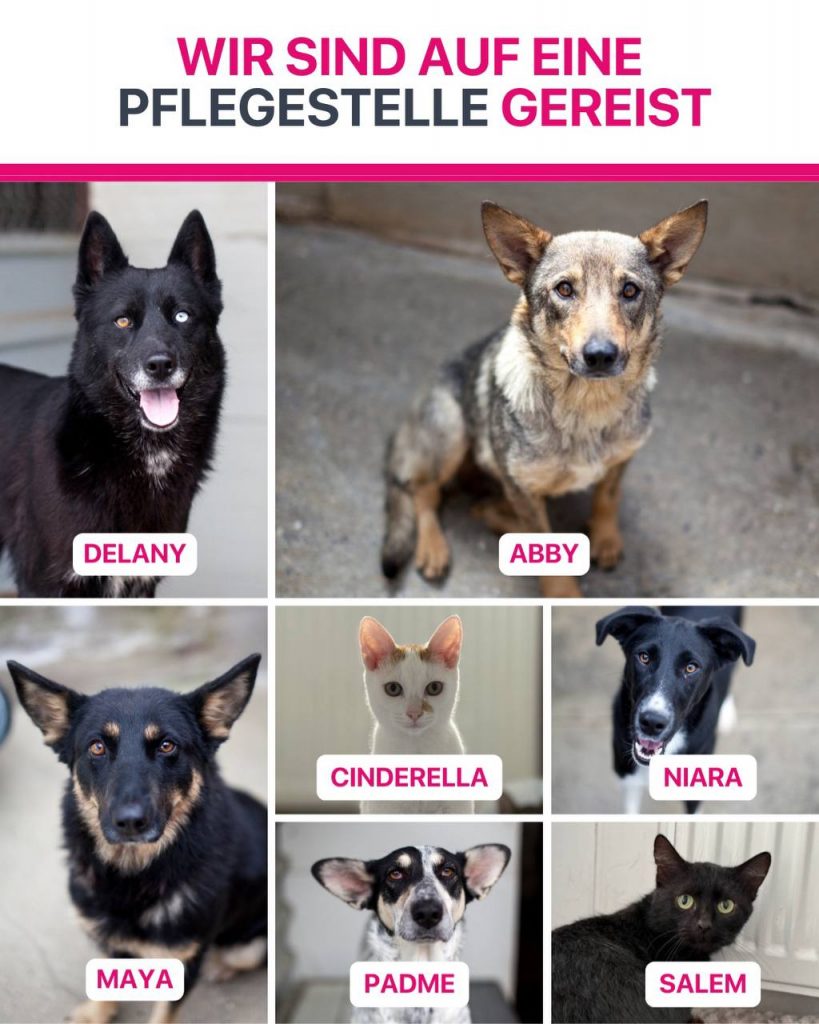 Ausreise-Rueckblick-November-08-2025-Hunderettung-Europa