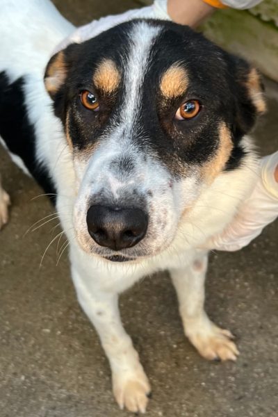 Flash schaut in die Kamera