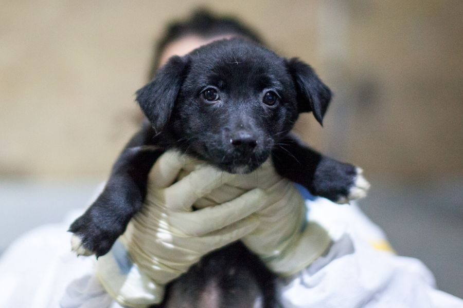 Welpe wird in die Kamera gehalten