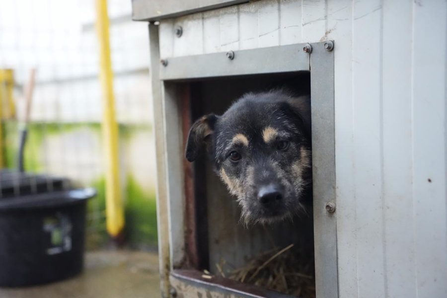 Hündin mit schwarz-braunem Fell befindet sich in ihrem Häuschen und streckt den Kopf raus.