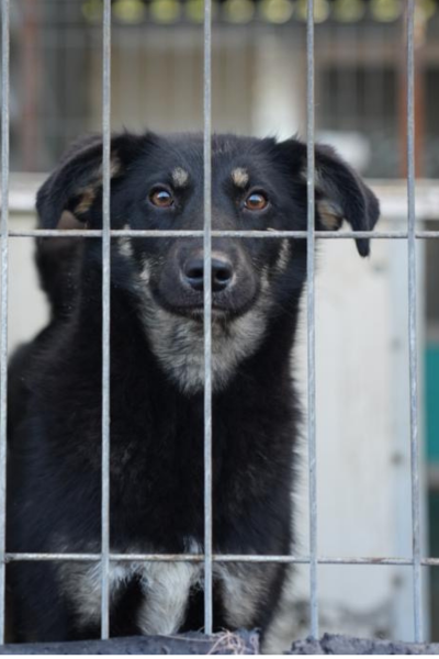 Hund mit schwarzem Fell steht hinter Gittern und schaut in die Kamera.