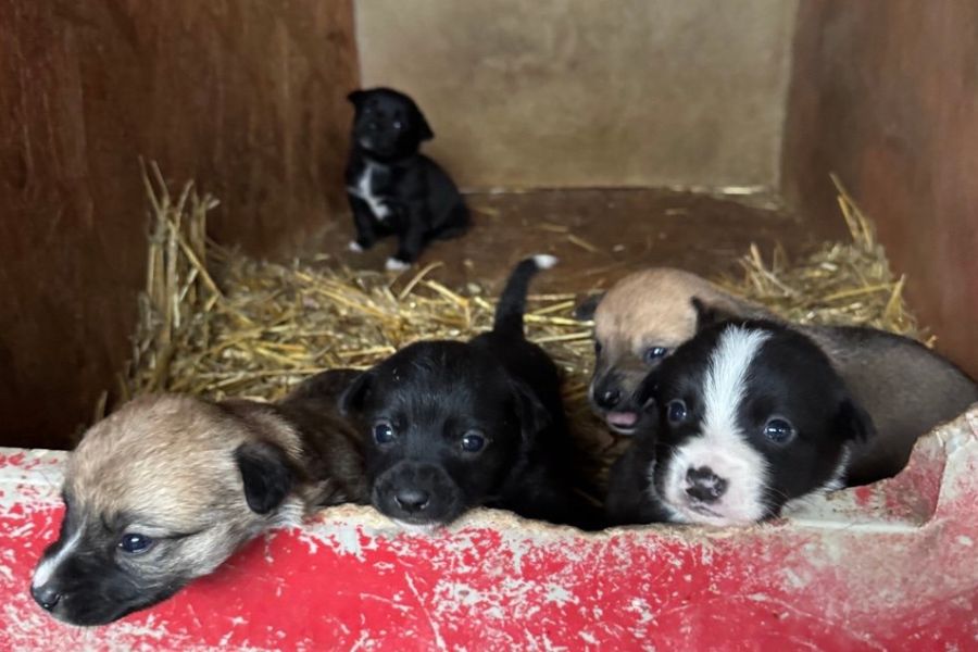 Hundewelpen liegen zusammengekauert.